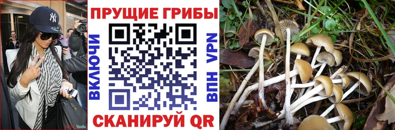 магазин продажи   Камышин  мега маркетплейс  Псилоцибиновые грибы Psilocybine cubensis 